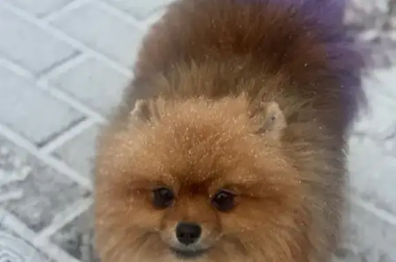 Пропали шпицы, пр. Ватутина 10А, Белгород - photo