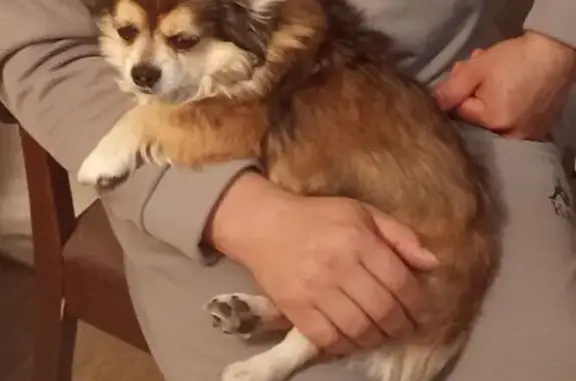 Пропала собака, Егорьевская 5, Волгоград - photo