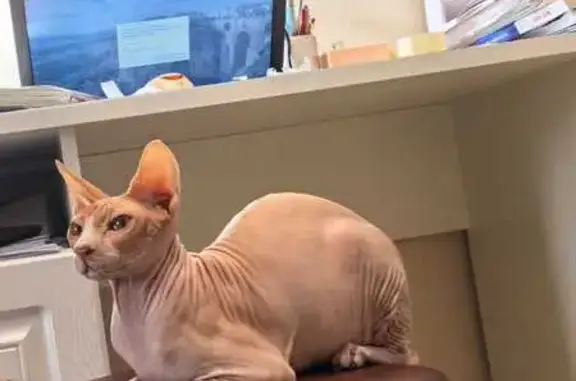 Пропала кошка, Вишнёвая ул., Смоленск - photo