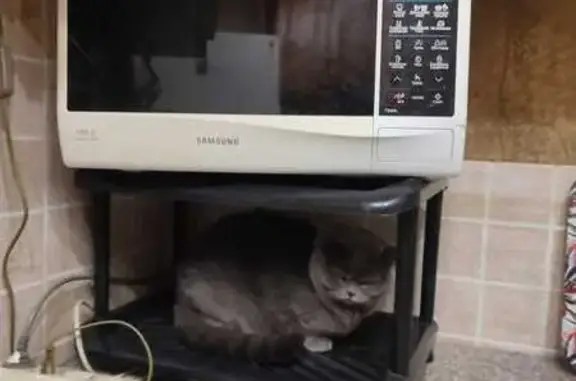 Пропала кошка, пр. Ветеранов 99, СПб - photo