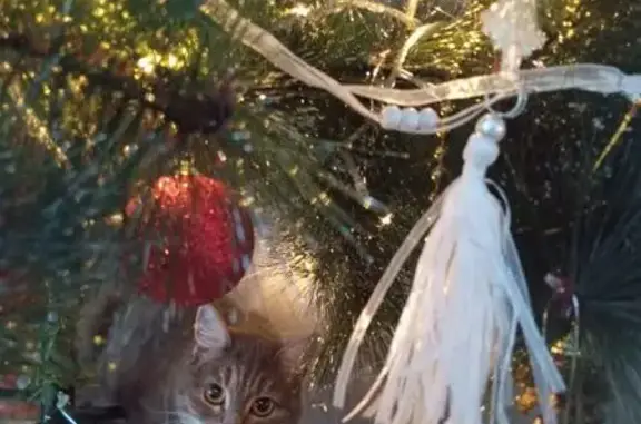 Пропала кошка, ул. Новосёлов, Муром - photo