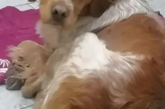 Пропала собака, Абрикосовая 61, Волжский - photo