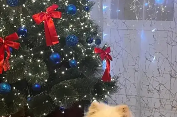 Пропала собака, Екатеринбург, Самолётная 30 - photo