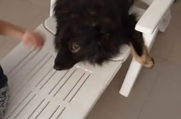 Пропала собака, Щепкин, Ростовская область - photo