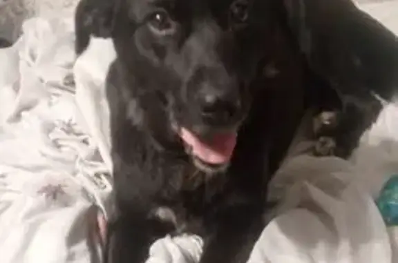 Найдена собака, Энгельс, фото: Лабрадор найден: ул. Колотилова, 30А, Энгельс
