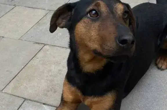 Пропала собака, Пилотная ул. 1А, Ессентуки - photo