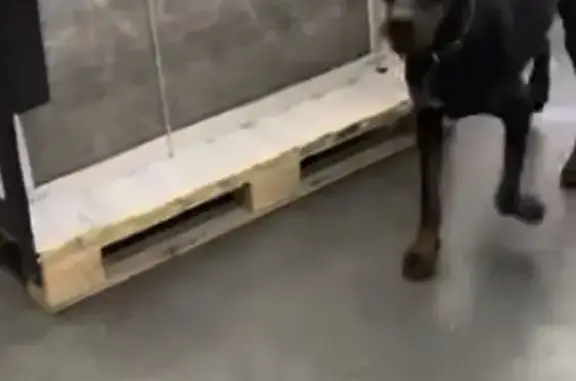 Пропала собака, Солнечная ул. 2, Ставрополь - photo