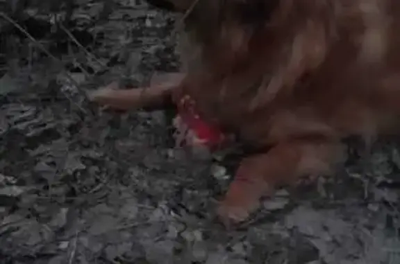 Пропала собака в Дзержинском районе, Волгоград - photo