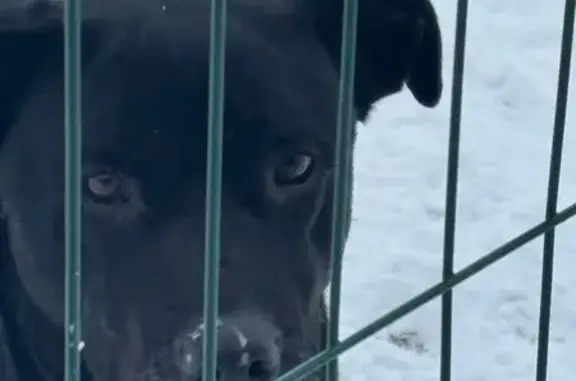 Найдена собака, Прудки, фото: Найдена собака, Прудки, Калужская обл.