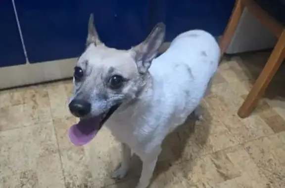 Найдена собака, Санкт-Петербург, фото: Собака найдена: пр. Стачек 101 к1, СПб