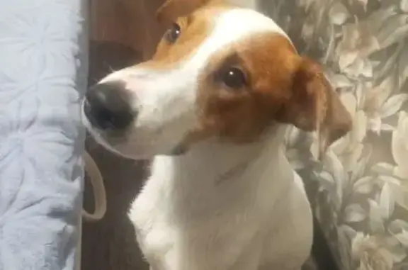 Найдена собака, Барнаул, фото: Собака найдена: ул. Чудненко, Барнаул