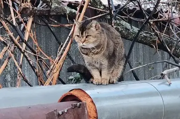 Найдена кошка, Туапсе, фото: Кошка найдена: Звёздная 47, Туапсе