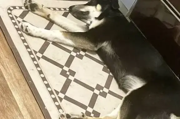 Найдена собака, Усть-Илимск, фото: Найдена собака в Усть-Илимске, Иркутская обл.