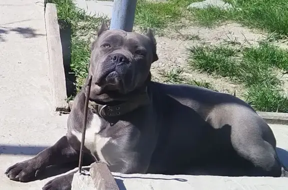 Пропала собака, Борисовка - photo