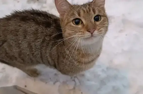 Найдена кошка, Тула, фото: Кошка найдена, Тула, Ползунова 22