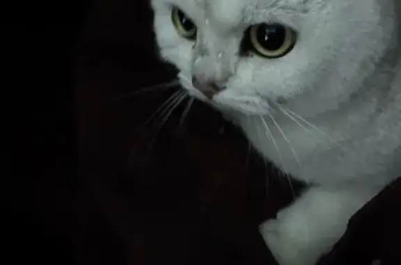 Найдена кошка, район Троицк, фото: Найдена белая кошка, Офицерская 6, Троицк