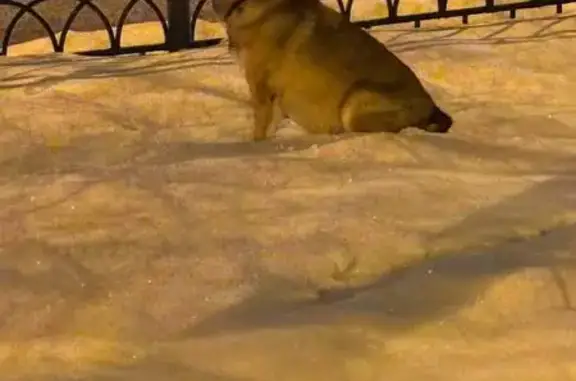 Найдена собака, Екатеринбург, фото: Собака найдена, Малышева 132, Екатеринбург