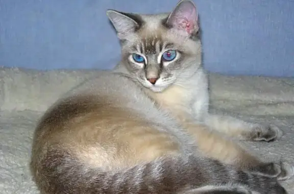 Пропала кошка, 2-я Луговая 12, Давлеканово - photo