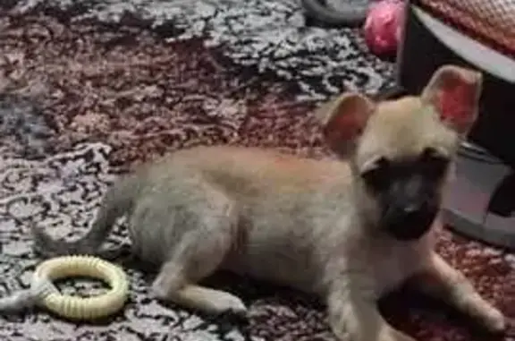 Пропала собака, Красноармейская 7, Прасковея - photo