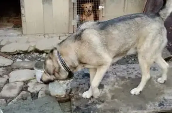 Потерянные животные Красная Воля, фото: Пропала собака, Виноградная ул., 2Л