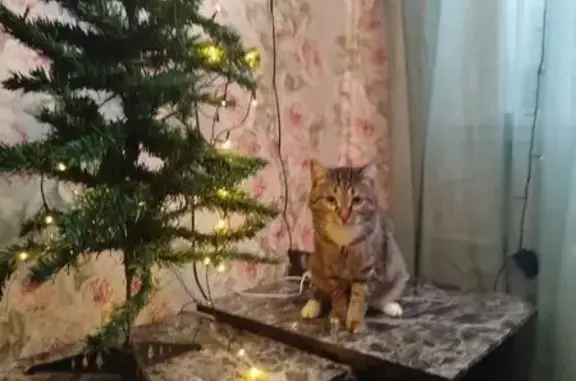 Пропала кошка, ул. ЖКО Аэропорта, 19 - photo