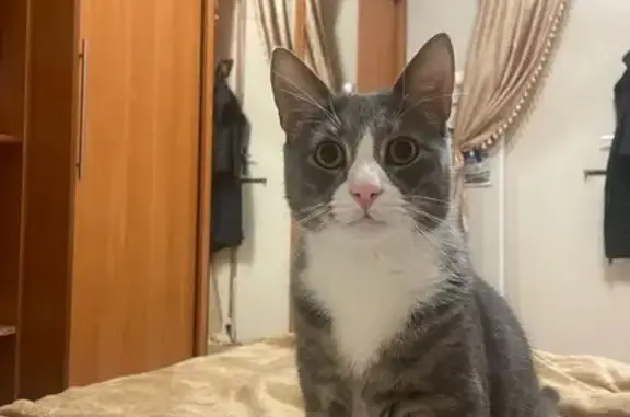 Пропала кошка, ул. Марата, СПб - photo