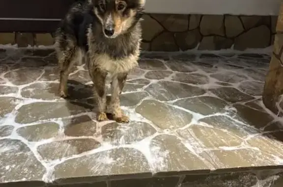 Найдена собака, Ардаши, фото: Собака найдена в Чувашах, Кировская обл.