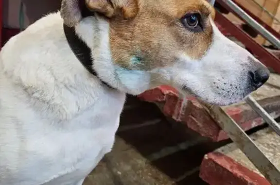 Найдена собака, Москва, фото: Найдена собака, Михневский пр., 6, Москва