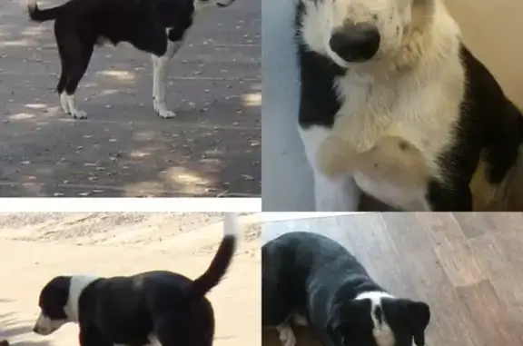 Пропал кобель Джек, Торховский пр., 8, Тула - photo