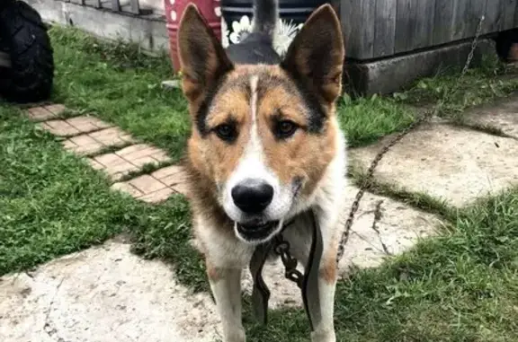 Пропал пёс «Босс», Енисейский тракт, Кр. - photo