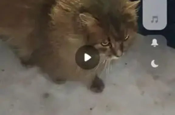 Найдена кошка, Брянск, фото: Кошка найдена: пр. Станке Димитрова, 20