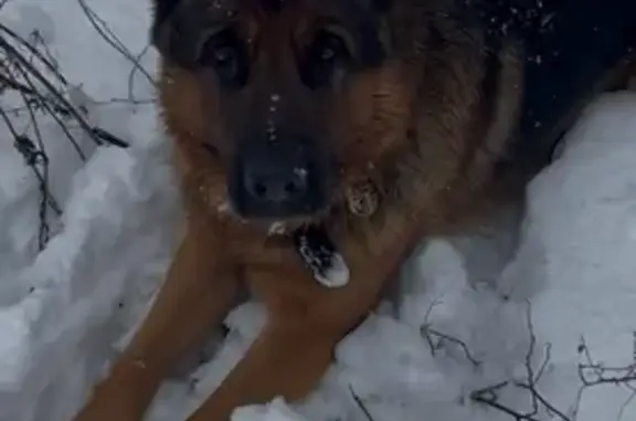 Пропала собака в с. Владимировка 29.12.25 - photo