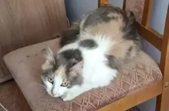 Пропала кошка, Оборонная 93 к2/1, Тула - photo