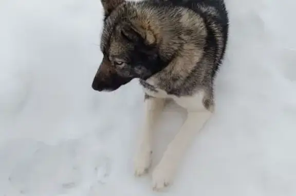 Пропала собака в Обухово, Нижегородская обл. - photo