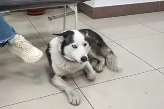 Найдена собака, ул. Николаева, 13, Владикавказ - photo