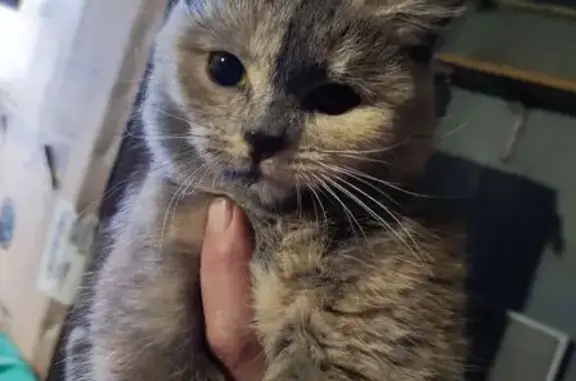 Пропала кошка, Безымянная ул., 3, Назарово - photo