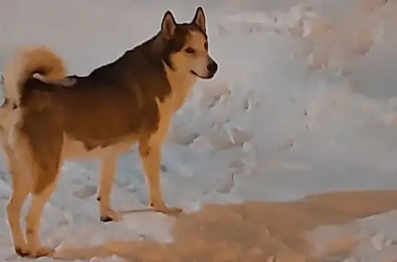 Найдена собака, Тула, фото: Найдена хаски на ул. Демьянова, Тула