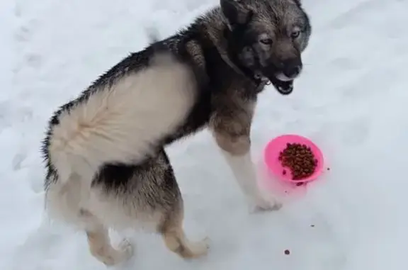 Найдена собака, Обухово, фото: Найдена собака на Обуховской улице