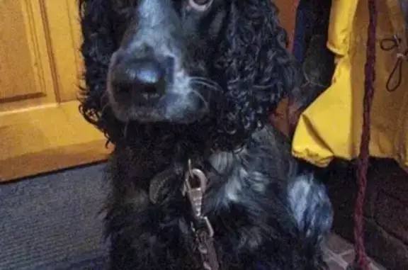 Объявления о пропавших и найденных животных, Тамбов, фото: Найдена собака, Тамбов