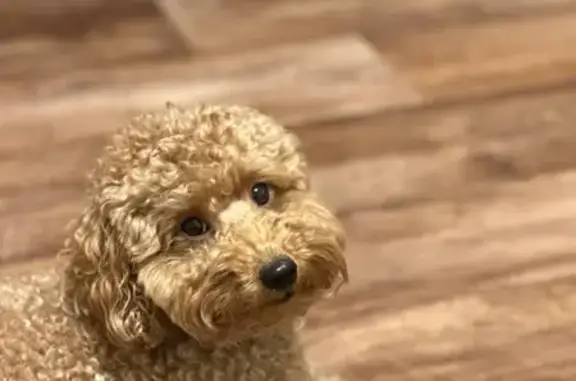 Пропала собака, Красноярский Раб., 160 - photo