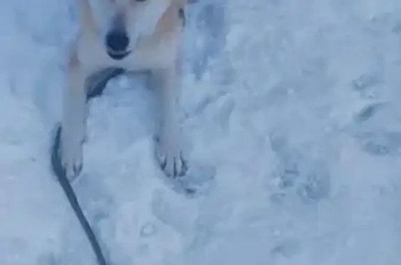 Пропала собака, Луговая ул., 2В, Лехтуси - photo