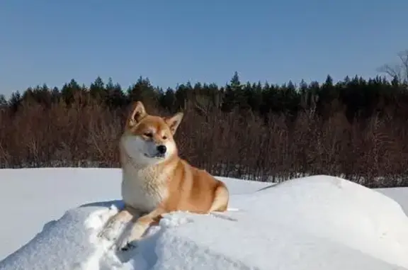 Пропала собака, Полевая ул. 10Б - photo