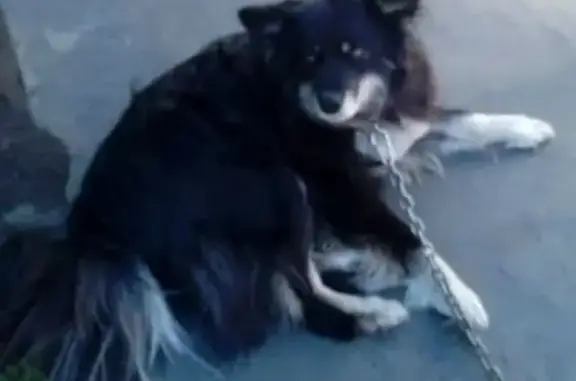 Пропала собака на Тульской улице, Новосибирск - photo