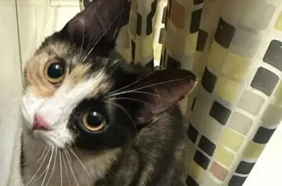 Найдена кошка, Иркутск, фото: Кошка найдена у МТЦ Новый, Красных Мадьяр