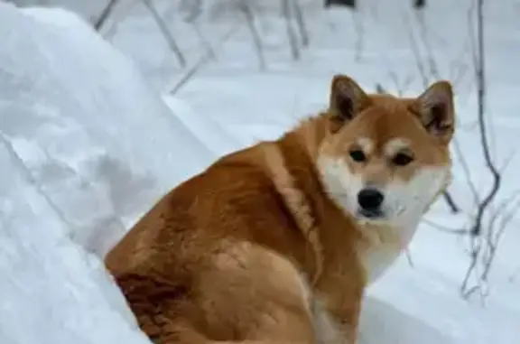 Пропала собака, Полевая ул. 19, Малиновый - photo