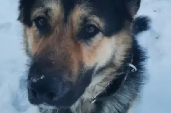 Найдена собака, Зелёный Лог, фото: Собака с ошейником в Зеленом Логу