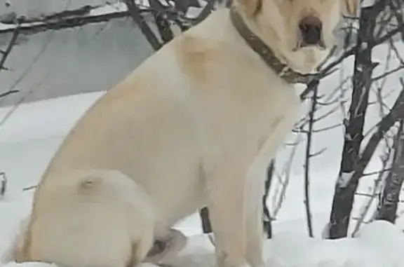 Пропал лабрадор в Битюках, Тюменская область - photo