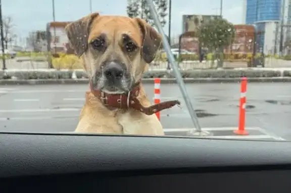 Найдена собака, Краснодар, фото: Собака найдена у ТЦ «Сити-Центр», Краснодар