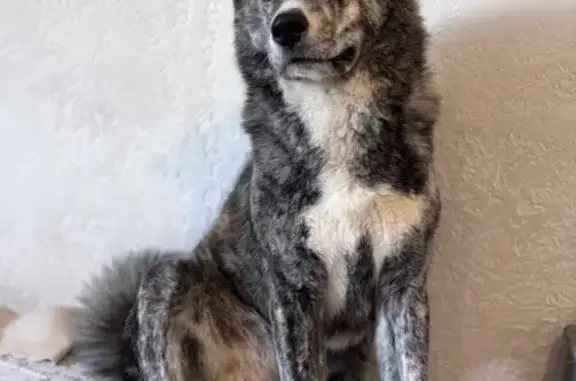 Пропала собака, Мартеновская 20, Н.Тагил - photo