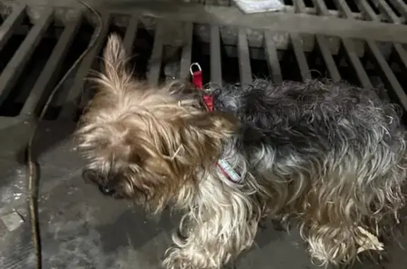 Найдена собака, Кемерово, фото: Йорк найдена: Черноморская 1, Кемерово